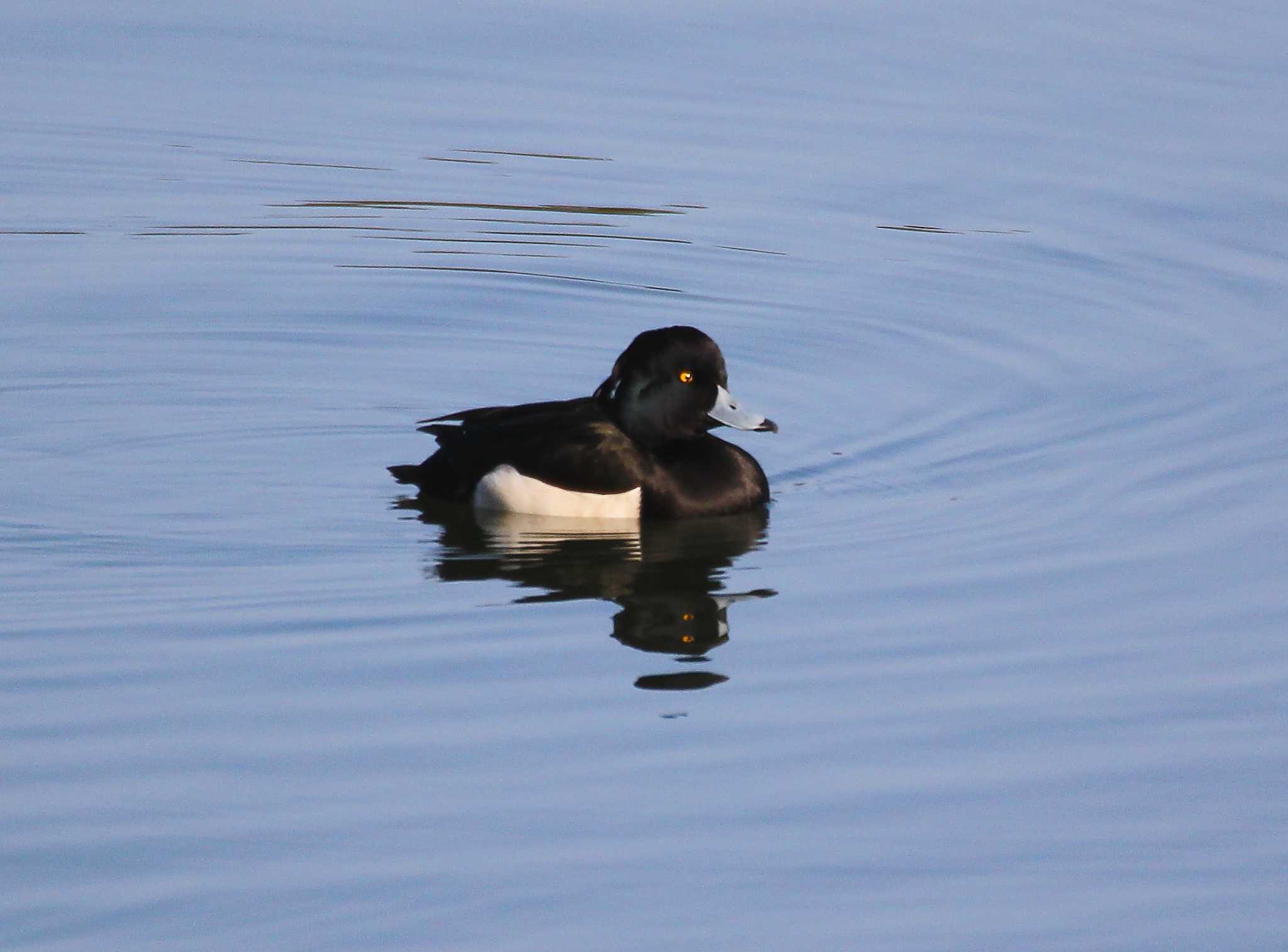 Photo of Tufted Duck at 滋賀県 by アカウント695