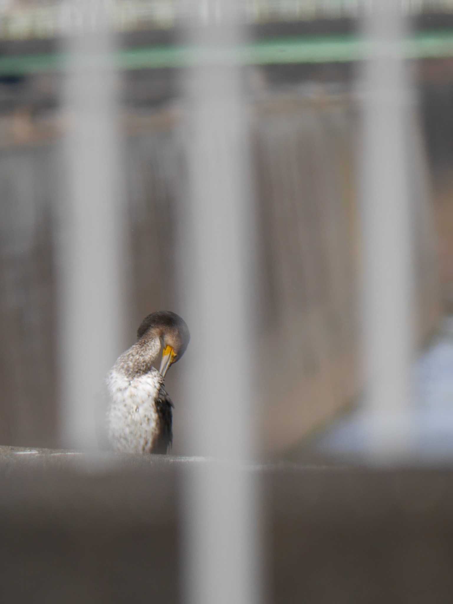 Photo of Great Cormorant at 柏尾川 by 丁稚