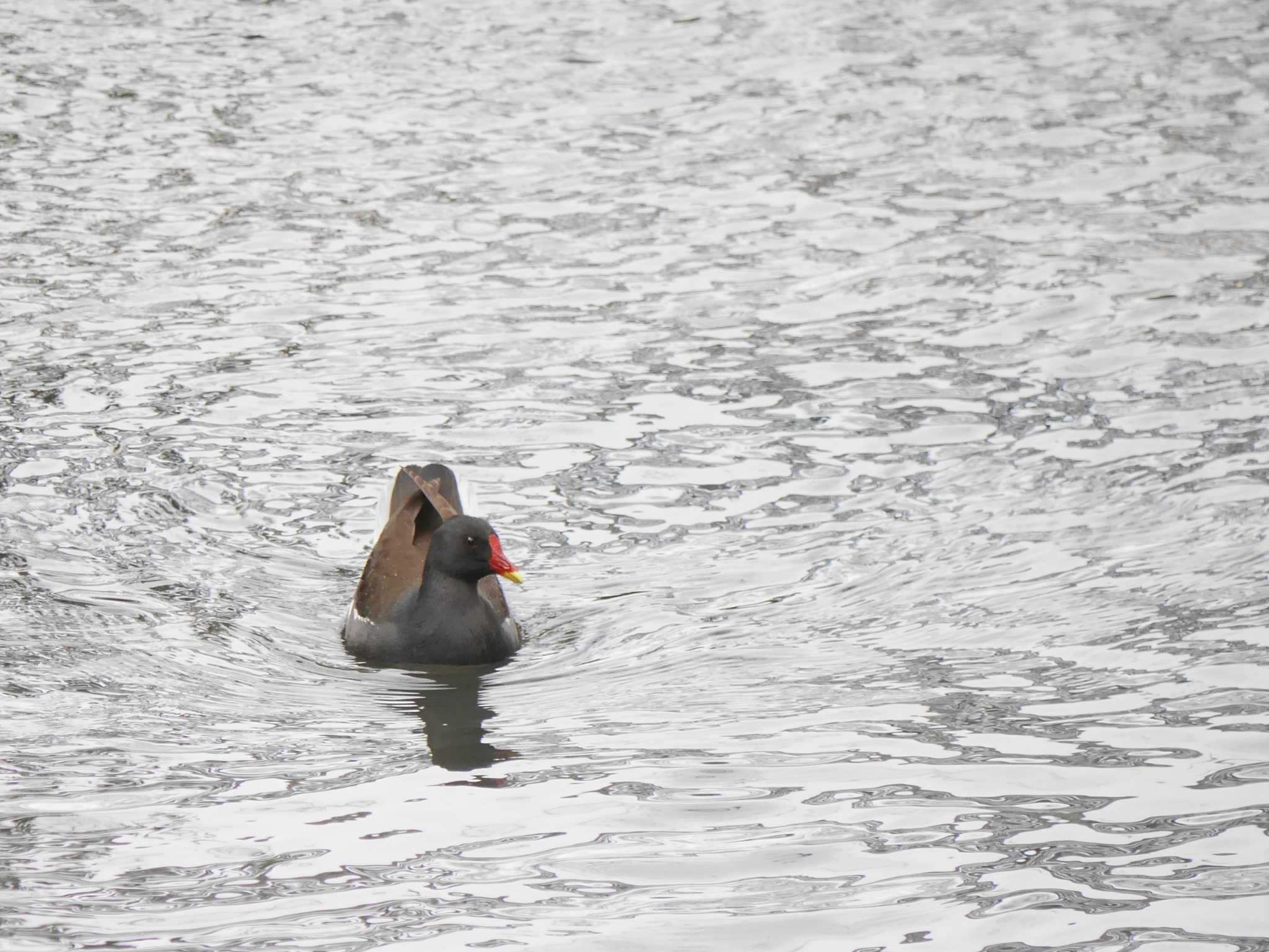 Photo of Common Moorhen at 柏尾川 by 丁稚