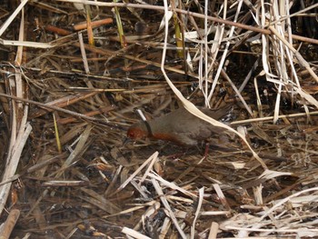 2021年3月4日(木) 柏尾川の野鳥観察記録