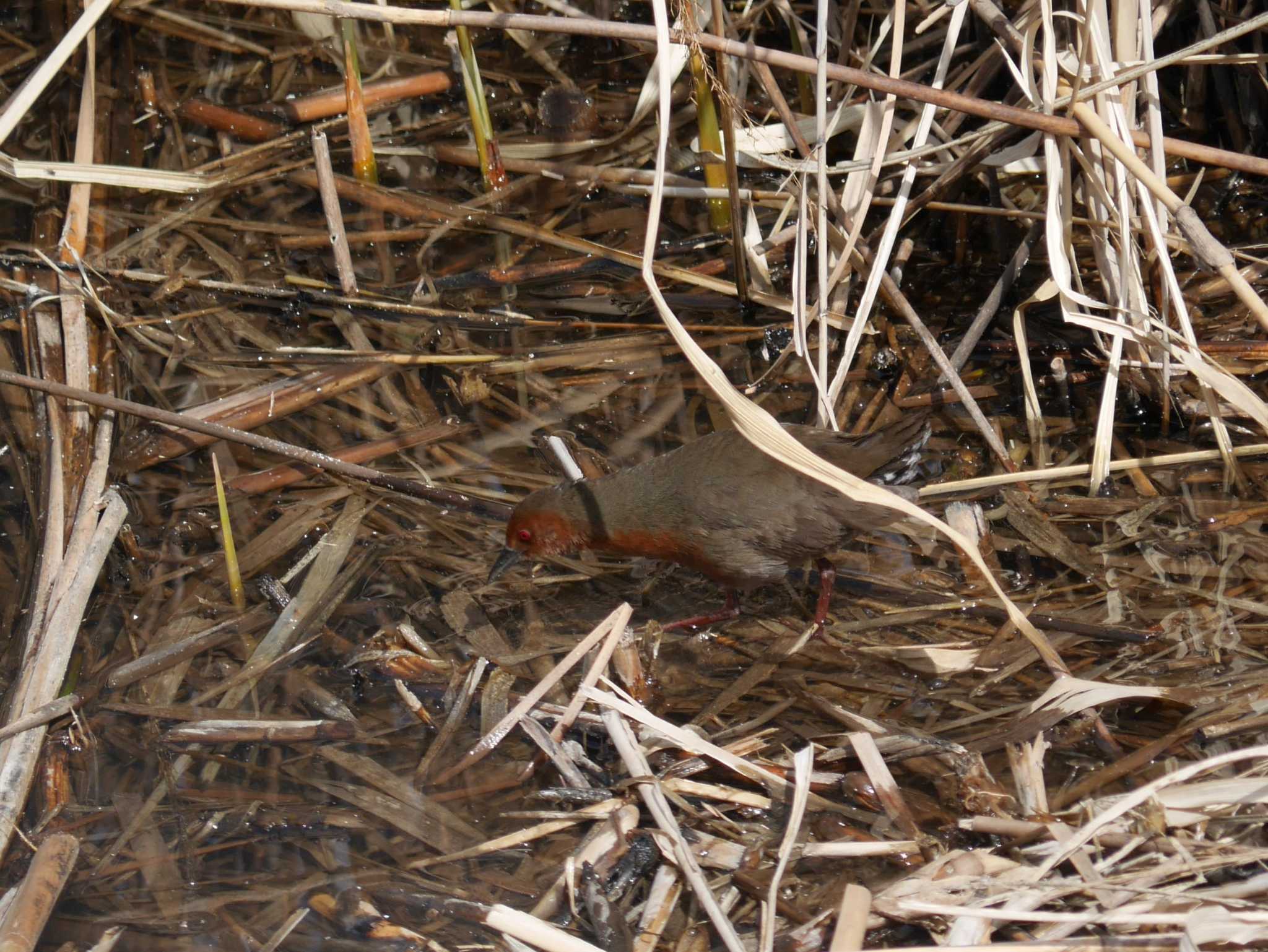 Ruddy-breasted Crake