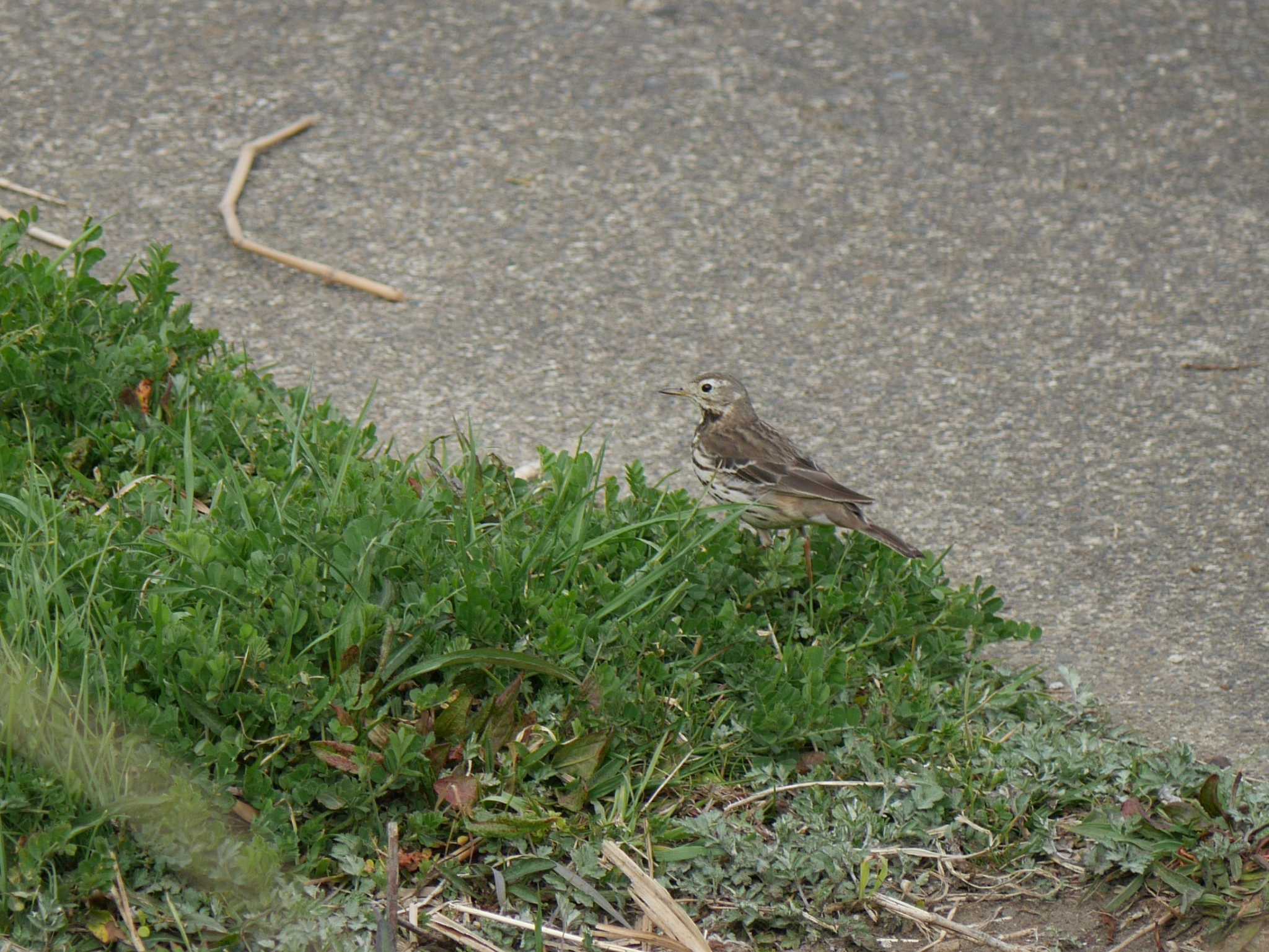 Olive-backed Pipit