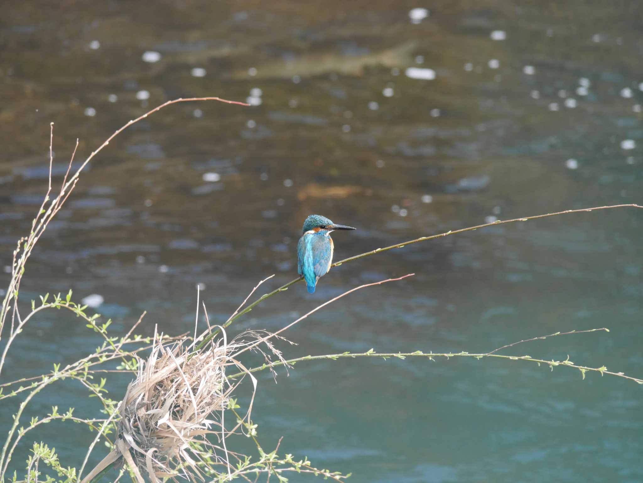 Common Kingfisher