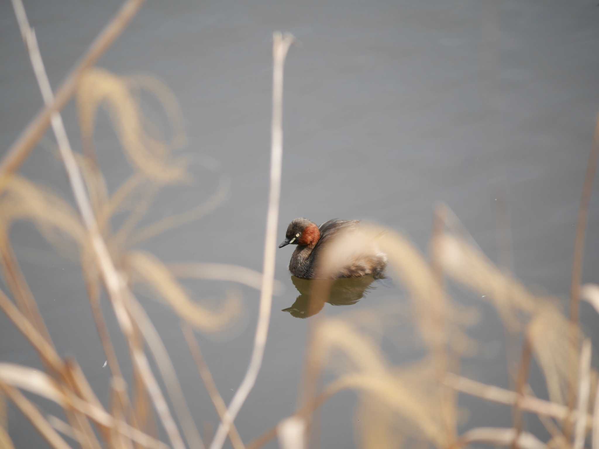 Little Grebe