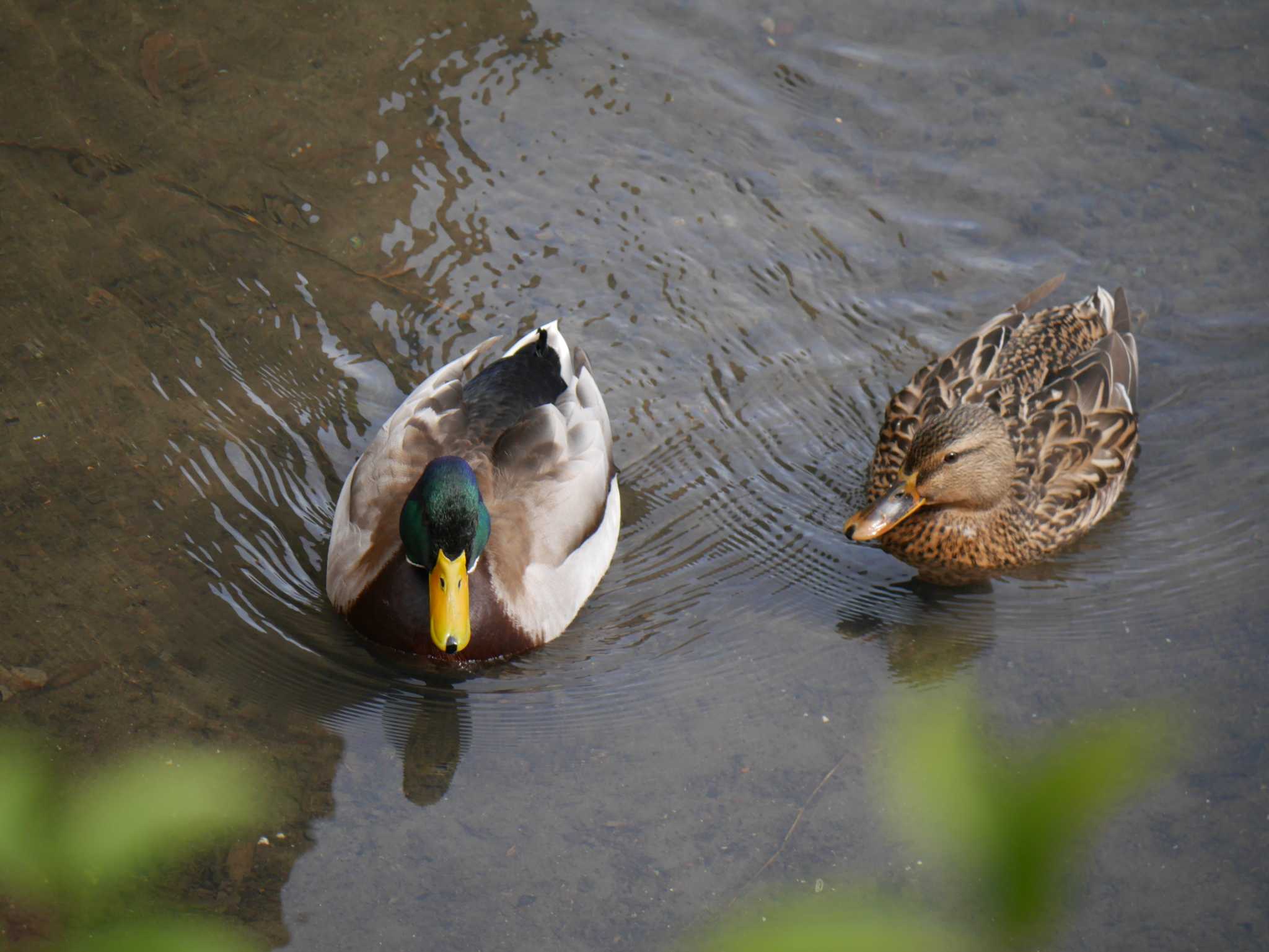 Photo of Mallard at 柏尾川 by 丁稚