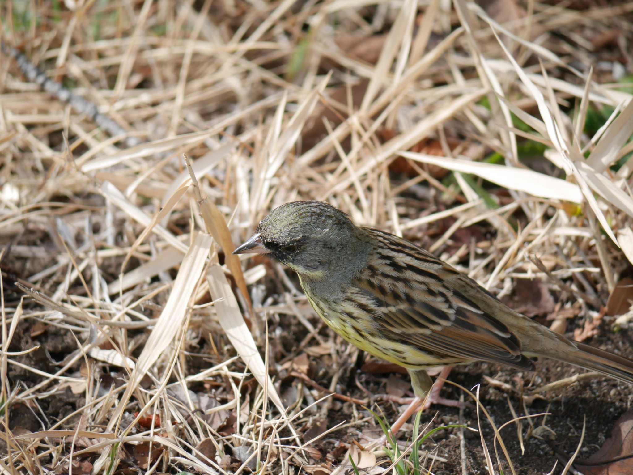 Photo of Masked Bunting at 柏尾川 by 丁稚