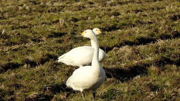 コハクチョウ 高島市世津川 2021年2月22日(月)