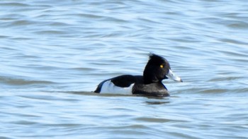 キンクロハジロ 新旭水鳥観察センター 2021年1月25日(月)