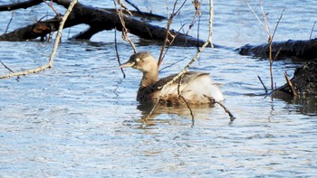 カイツブリ 新旭水鳥観察センター 2021年1月25日(月)