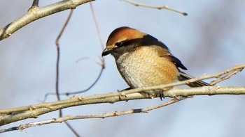 モズ 新旭水鳥観察センター 2021年2月16日(火)