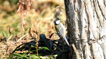 シジュウカラ 新旭水鳥観察センター 2021年2月22日(月)