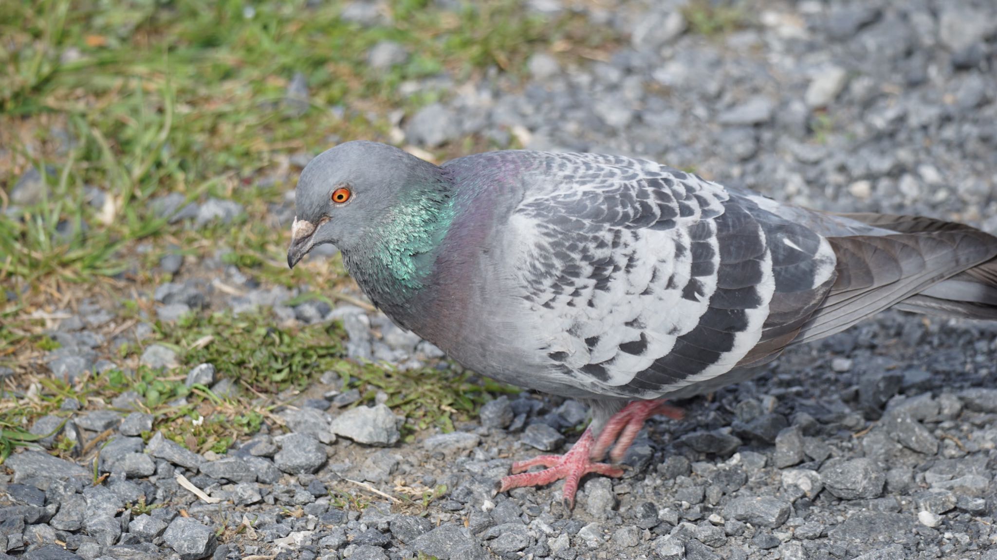 Photo of Rock Dove at 芝川第一調節池(芝川貯水池) by ツピ太郎