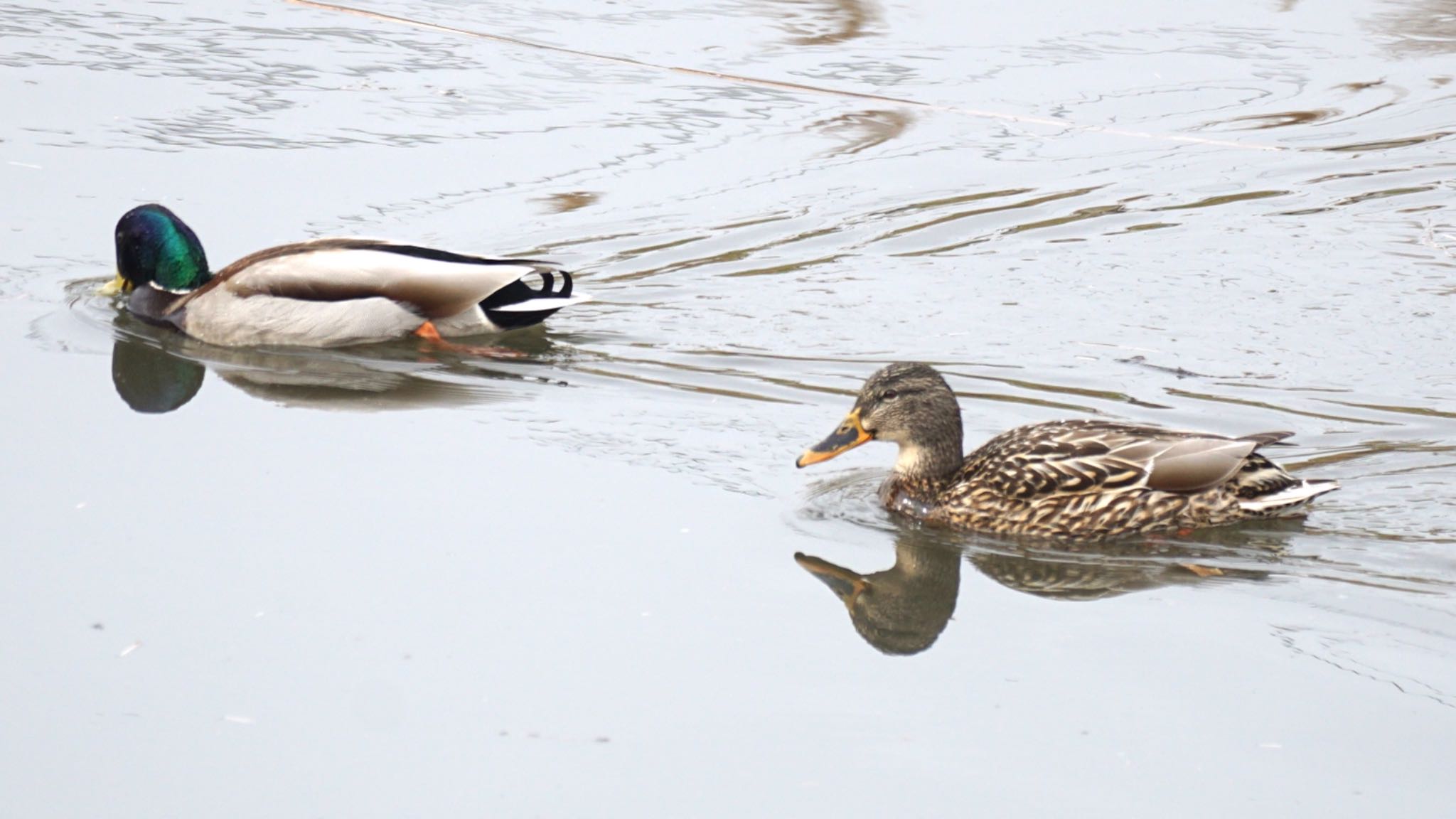 Mallard