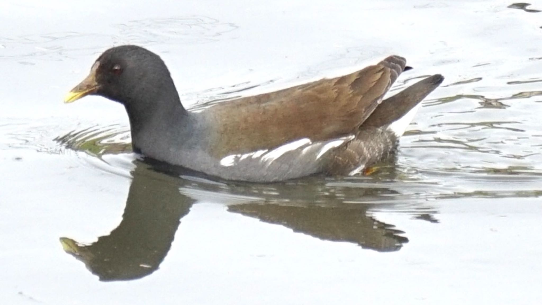 Common Moorhen