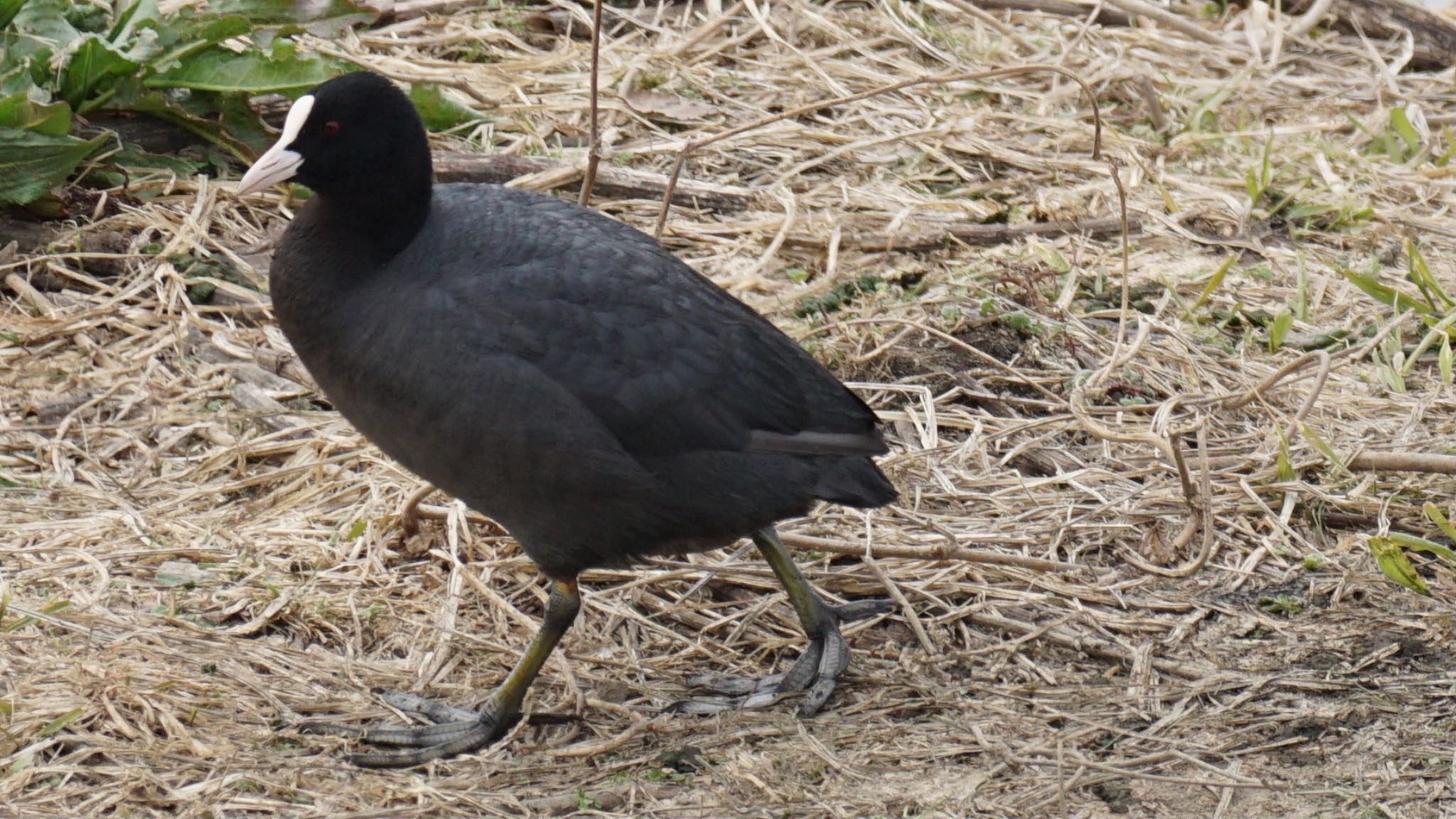 Eurasian Coot