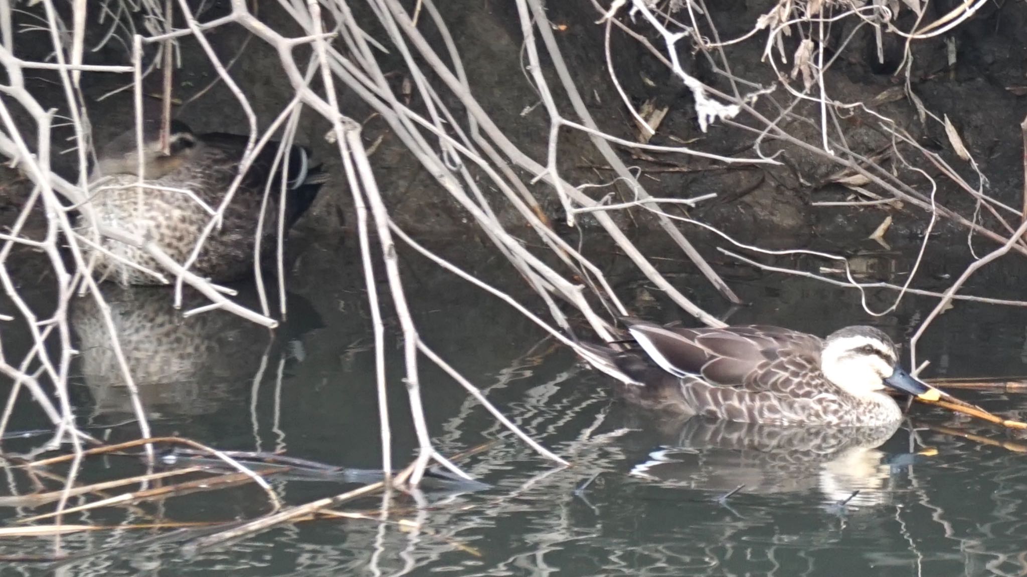 Eastern Spot-billed Duck