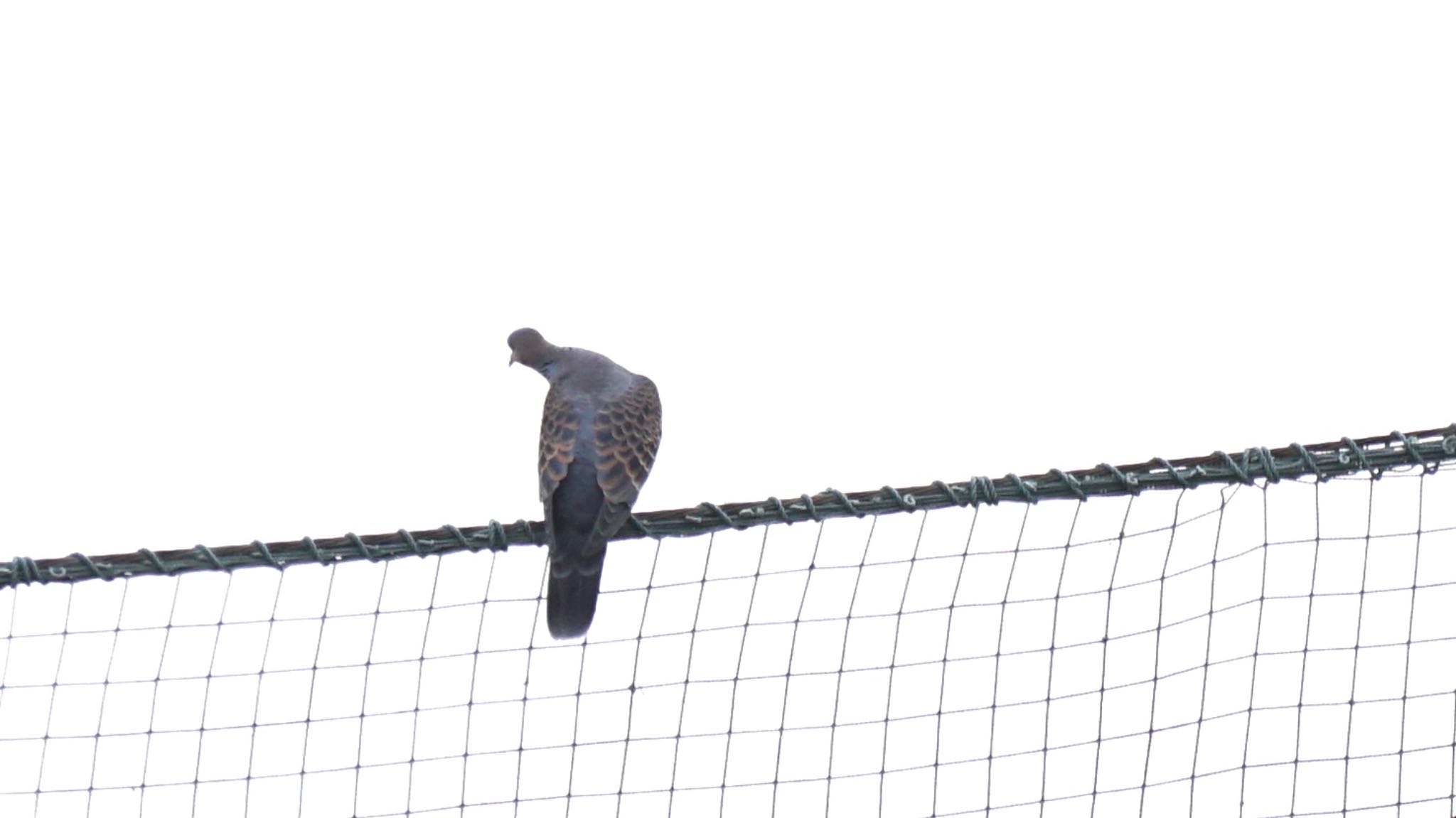 Oriental Turtle Dove