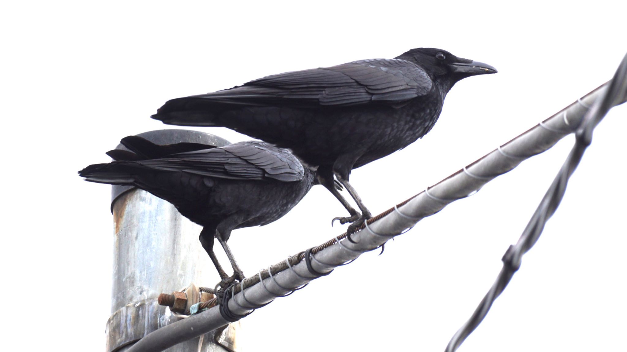 Photo of Carrion Crow at 芝川第一調節池(芝川貯水池) by ツピ太郎