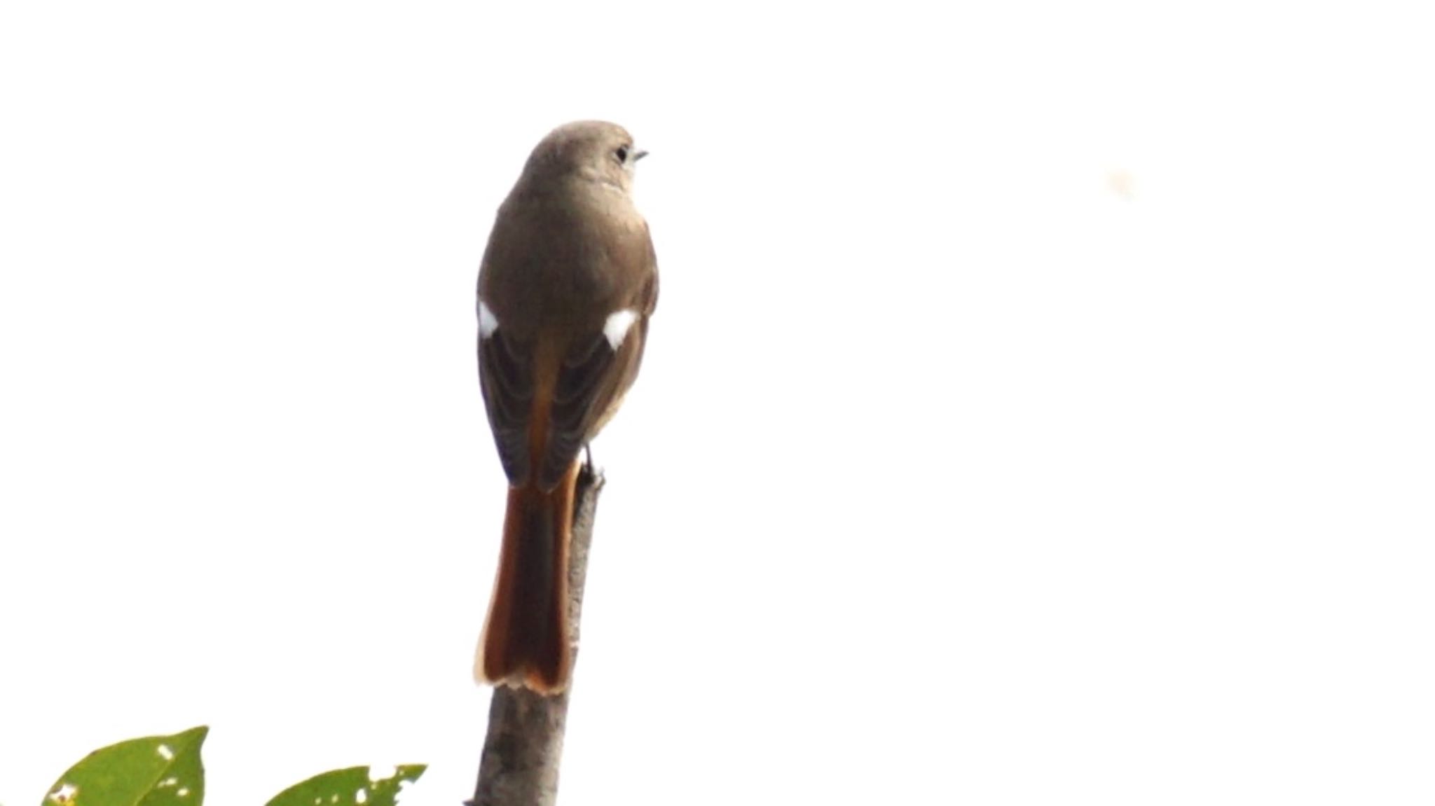 Daurian Redstart