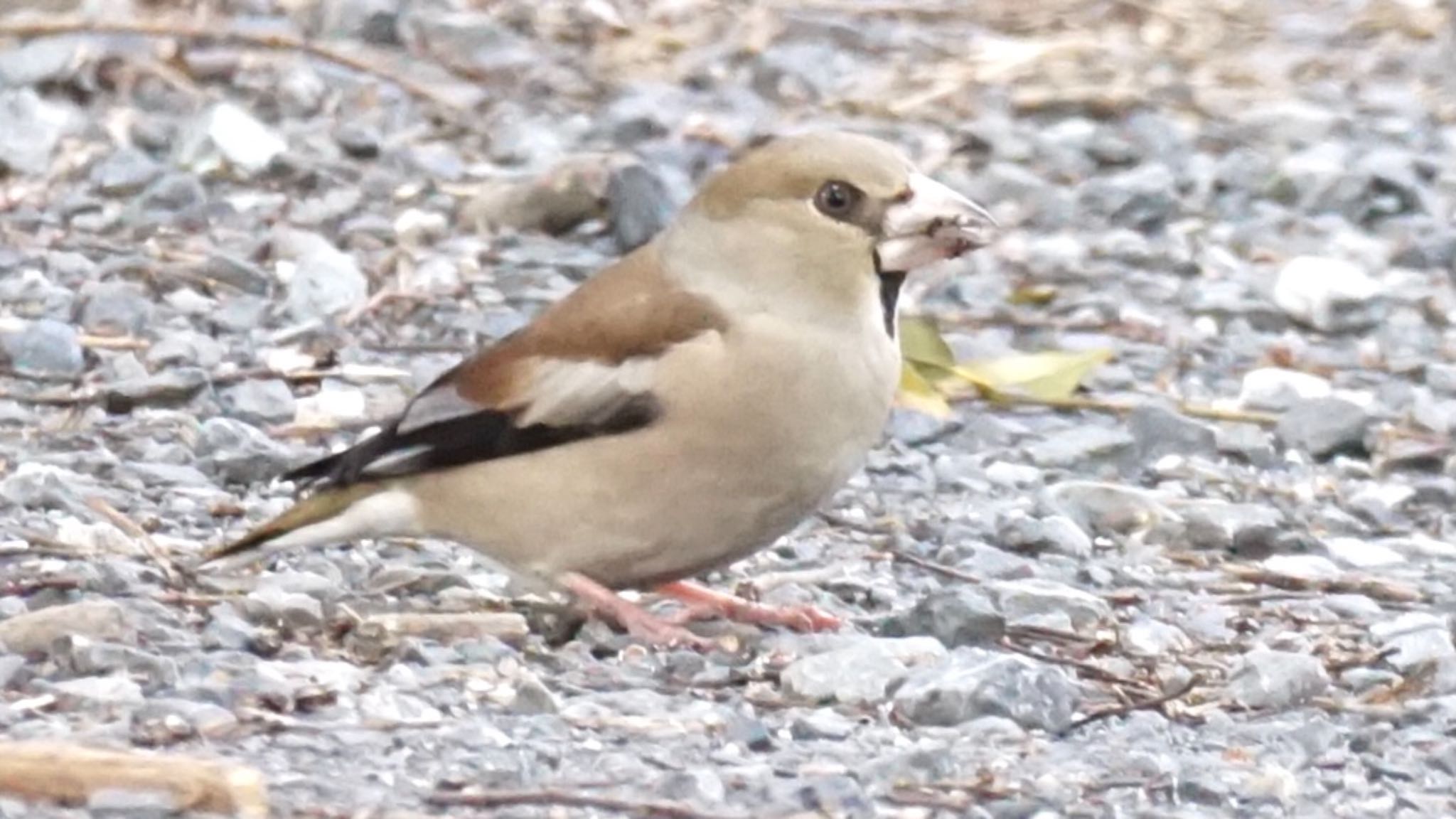 Photo of Hawfinch at 芝川第一調節池(芝川貯水池) by ツピ太郎