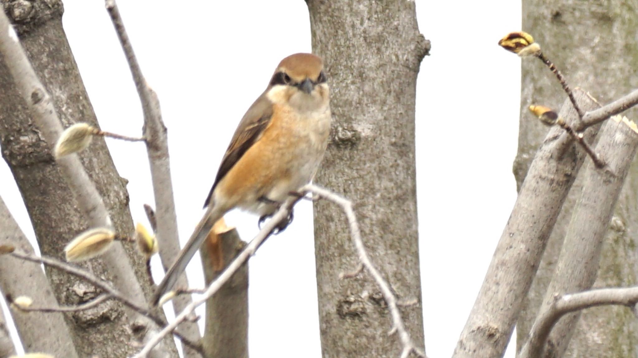 Bull-headed Shrike