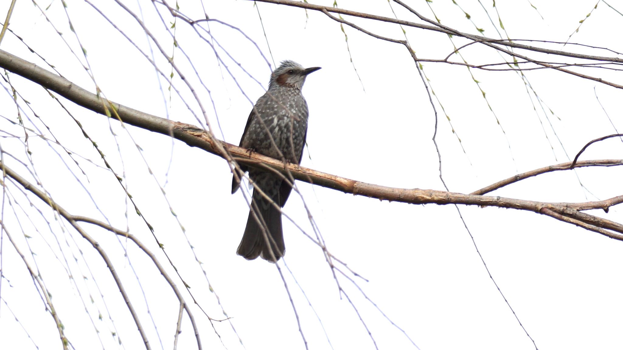 Photo of Brown-eared Bulbul at 芝川第一調節池(芝川貯水池) by ツピ太郎