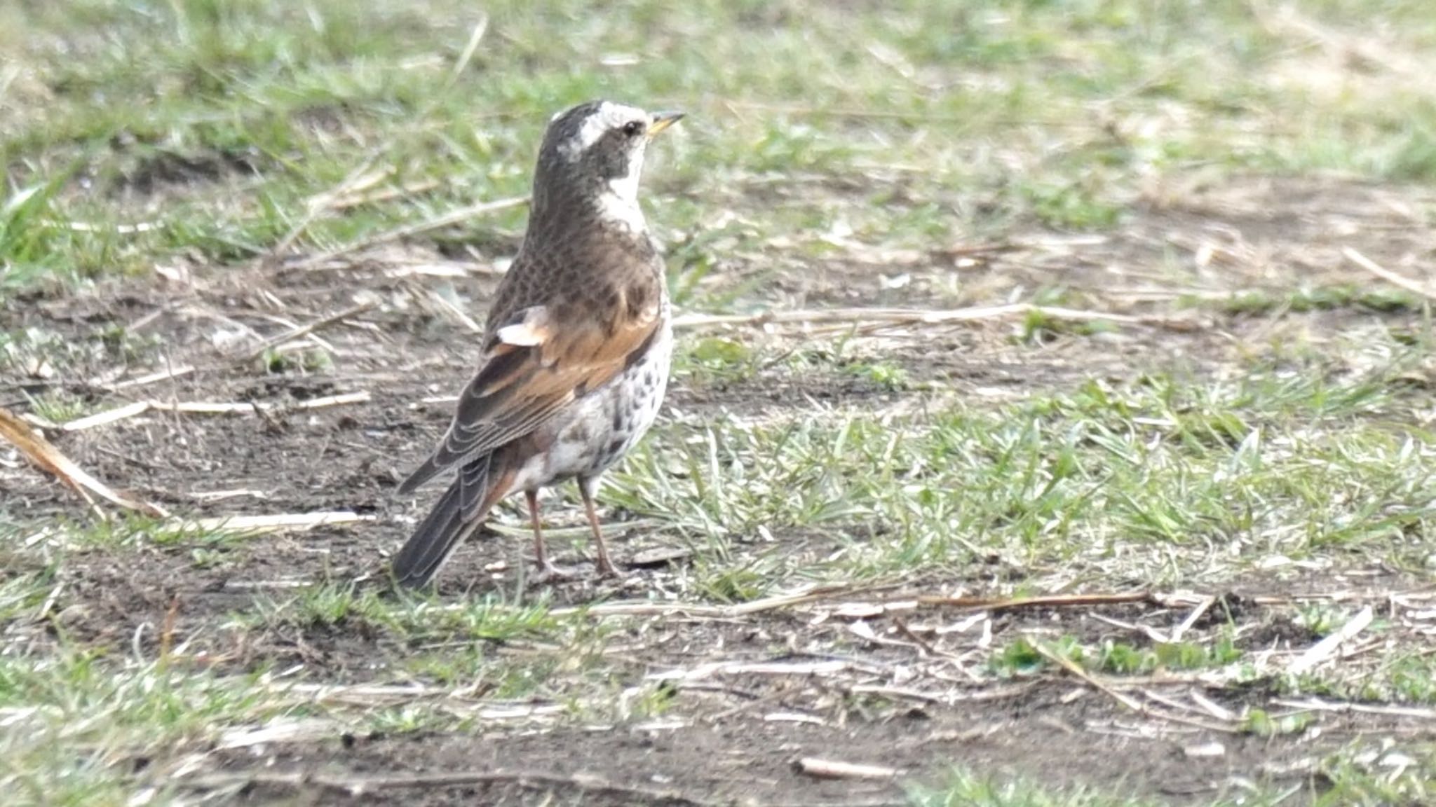 Photo of Dusky Thrush at 芝川第一調節池(芝川貯水池) by ツピ太郎