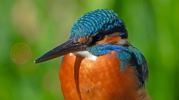 Common Kingfisher 恩田川 Thu, 3/5/2020