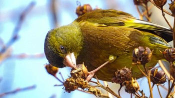 Grey-capped Greenfinch 恩田川 Sat, 4/24/2021