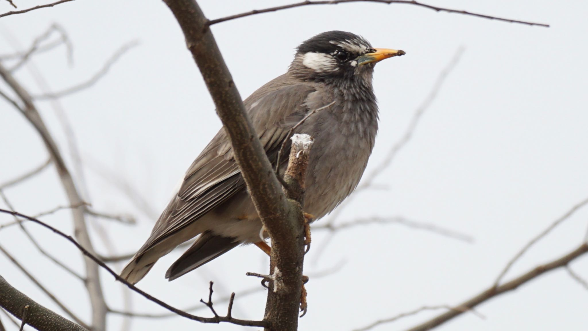 White-cheeked Starling