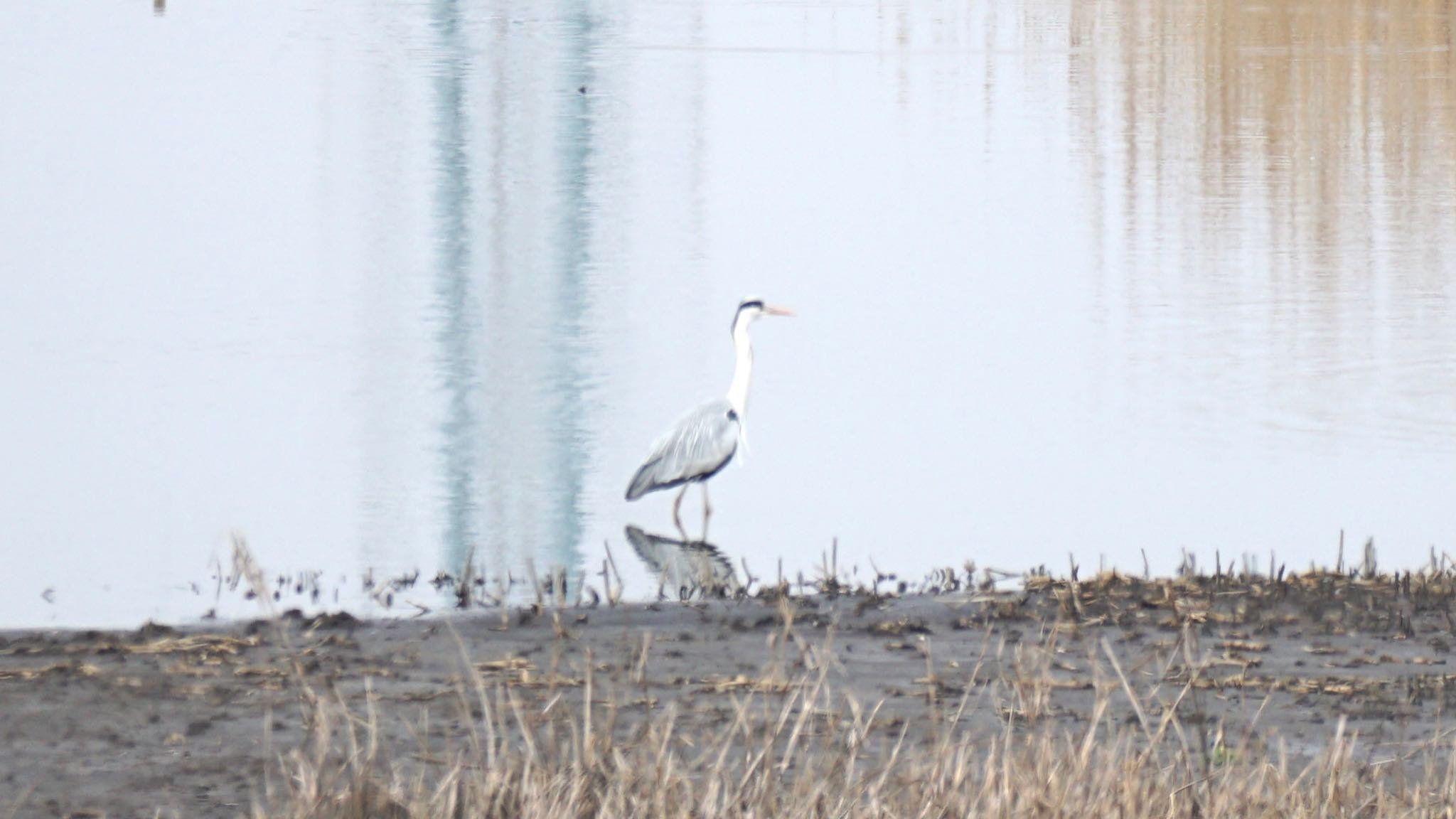 Photo of Grey Heron at 芝川第一調節池(芝川貯水池) by ツピ太郎