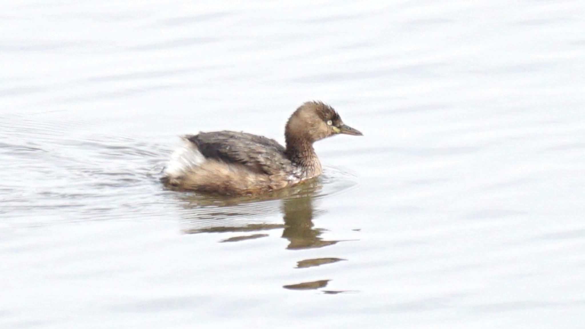 Photo of Little Grebe at 芝川第一調節池(芝川貯水池) by ツピ太郎