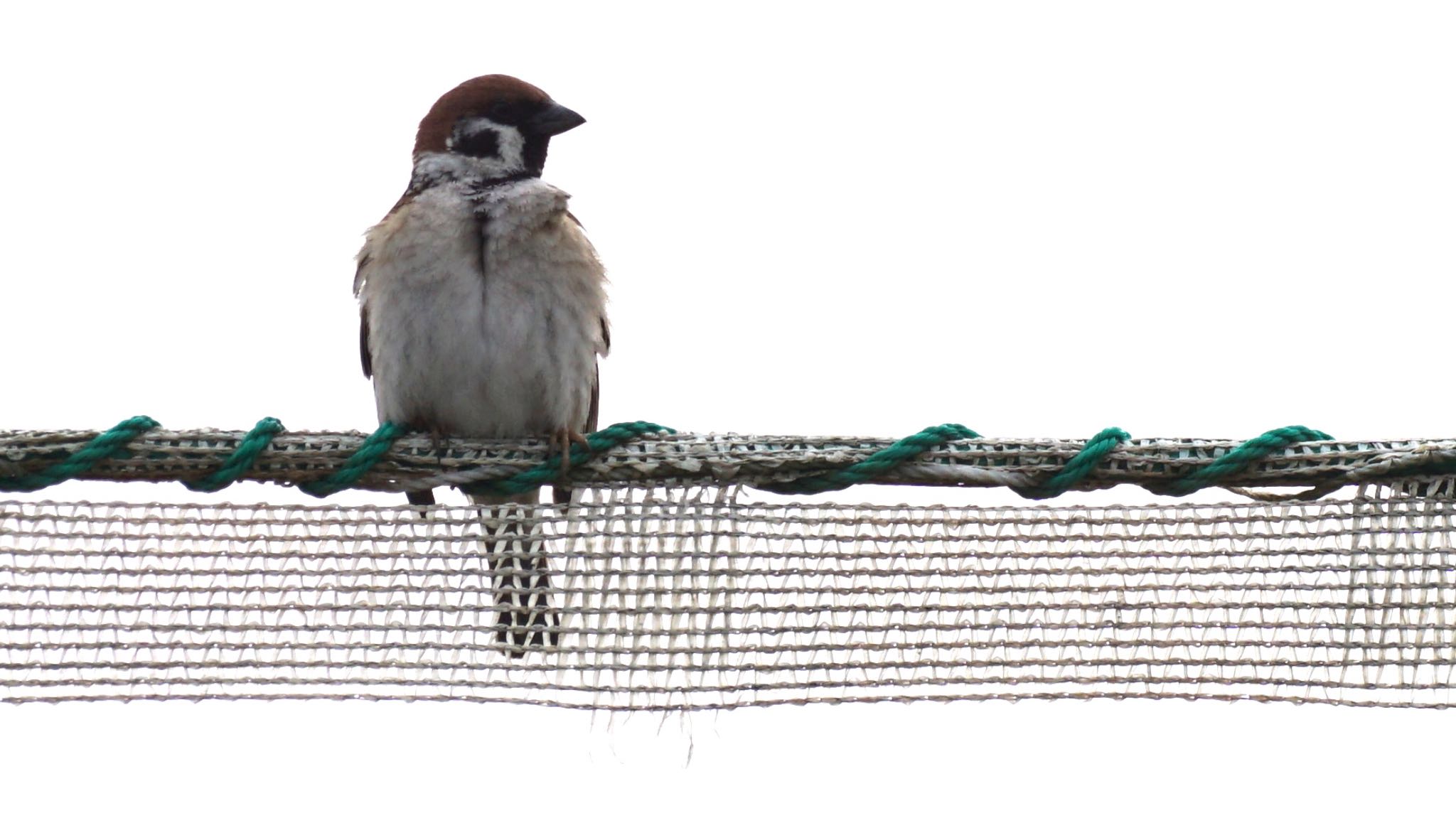 Photo of Eurasian Tree Sparrow at 芝川第一調節池(芝川貯水池) by ツピ太郎