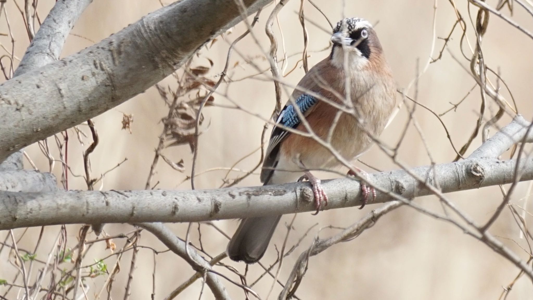 Eurasian Jay