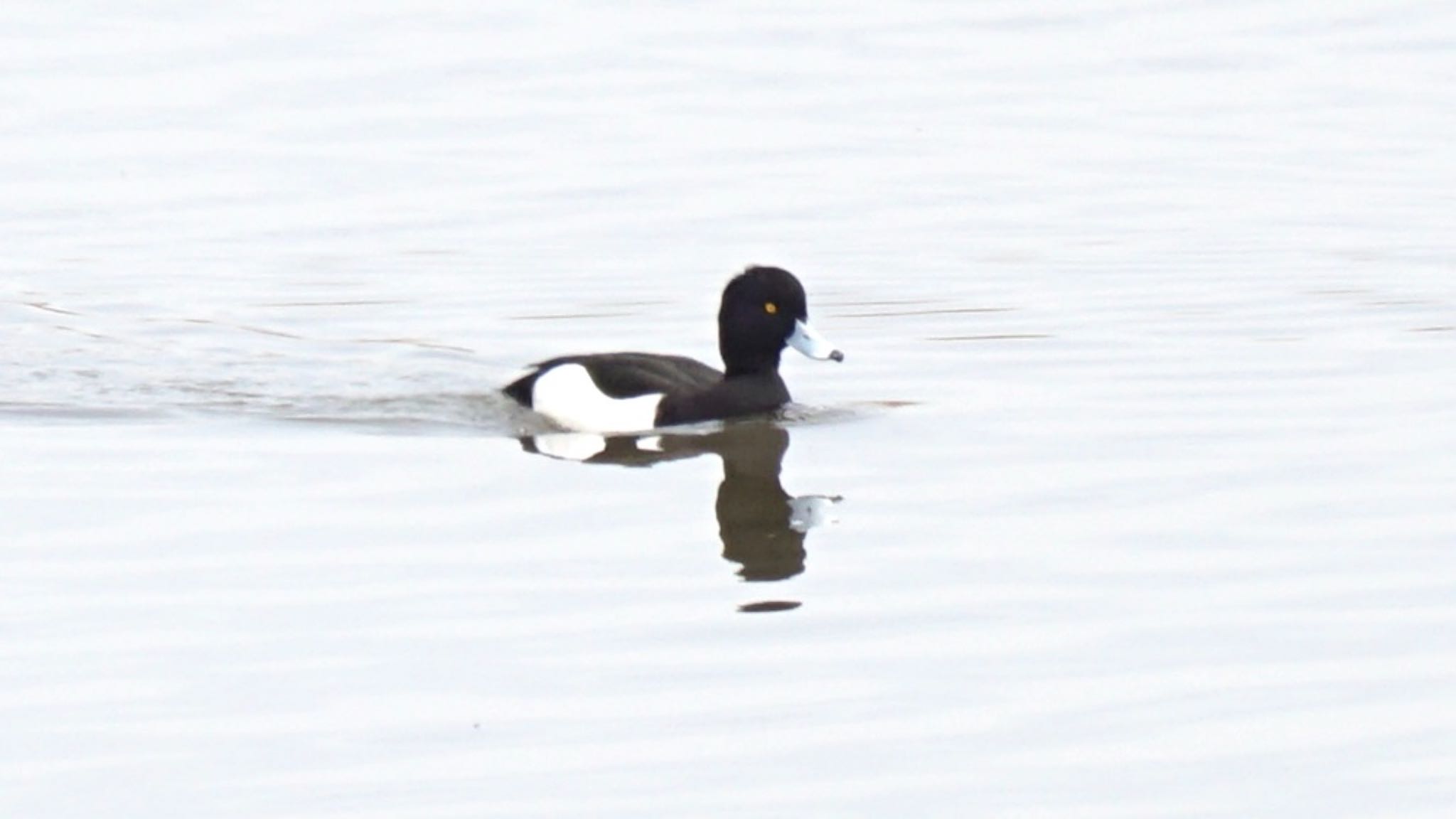 Tufted Duck