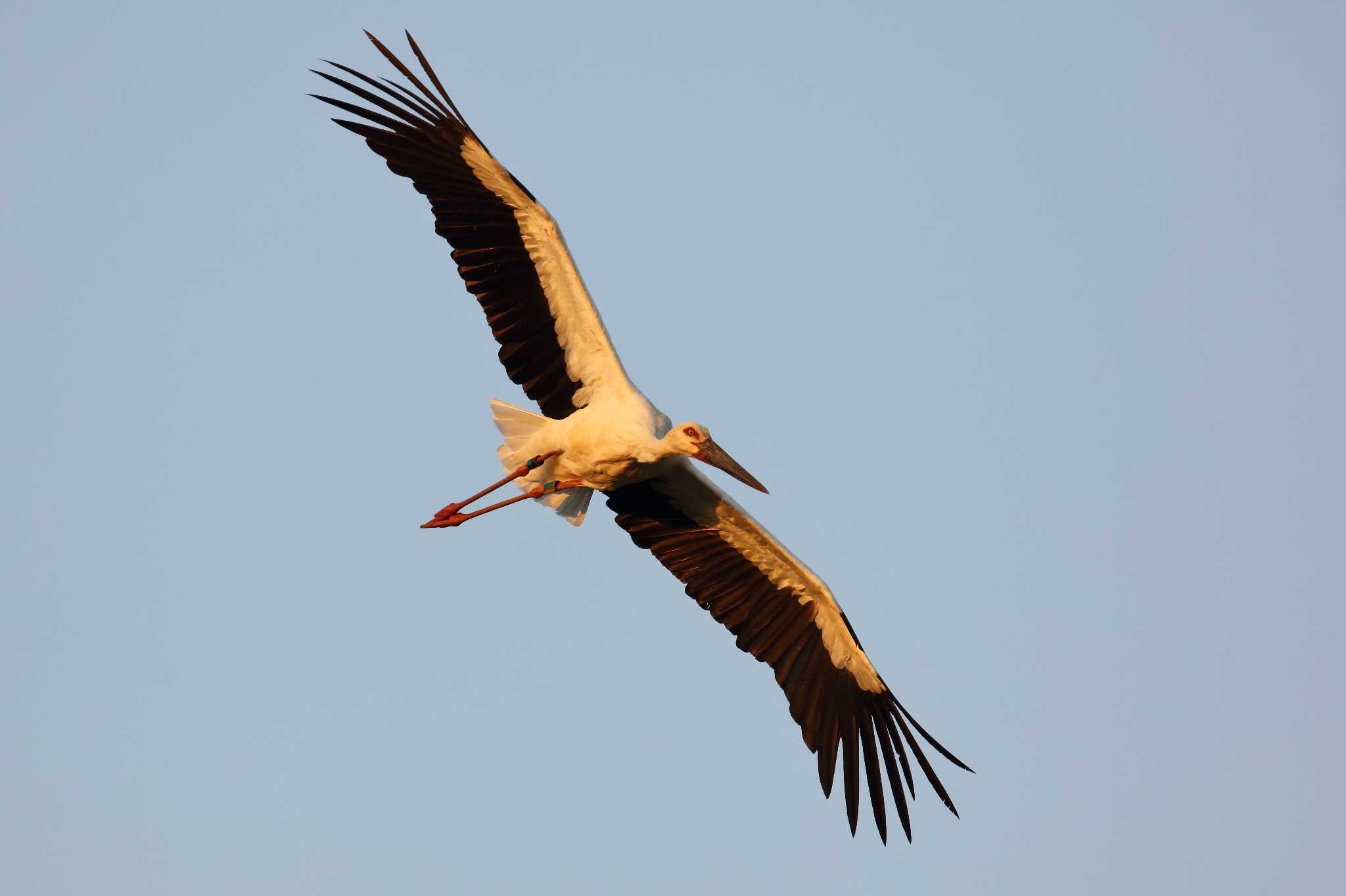 Photo of Oriental Stork at 京都府 by アカウント695