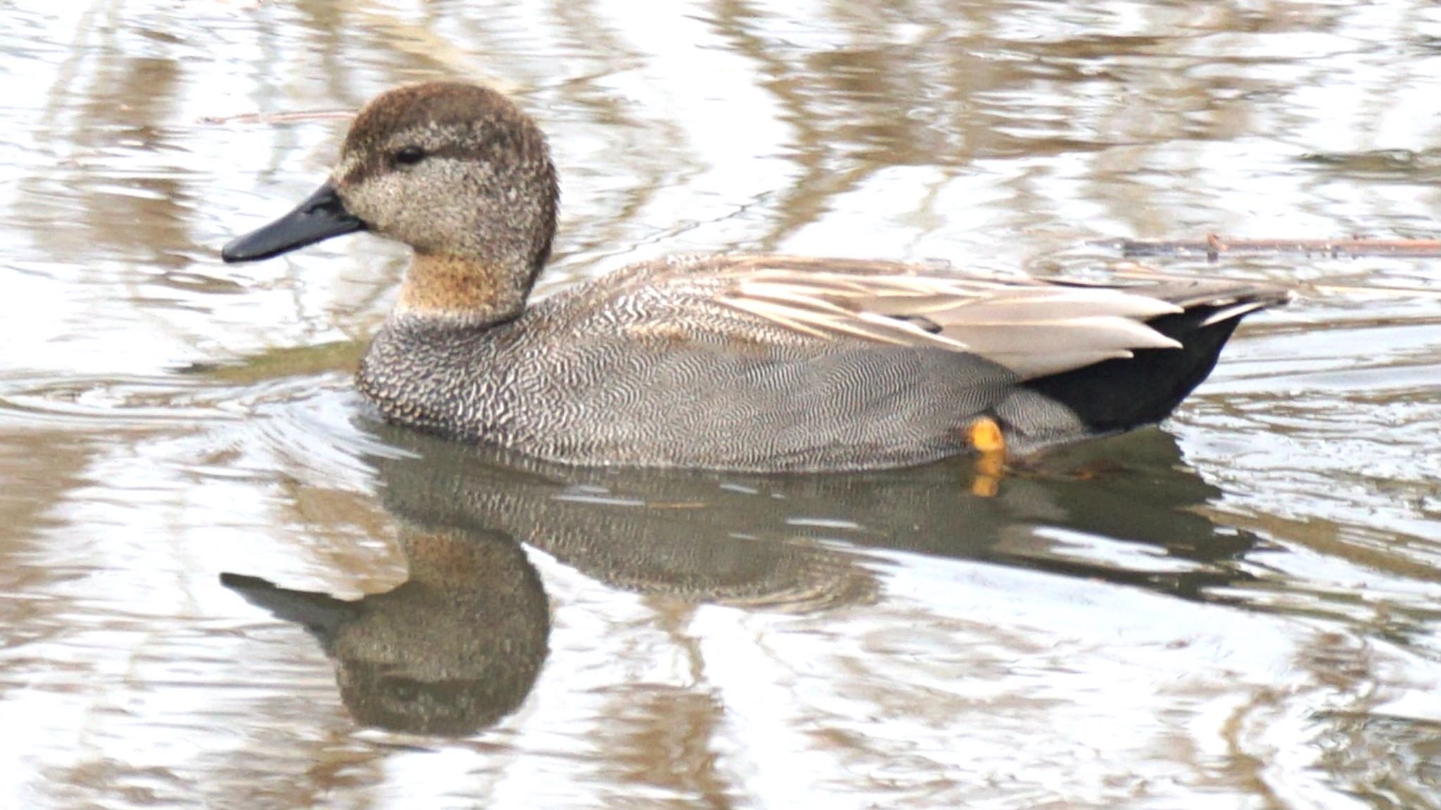 Gadwall