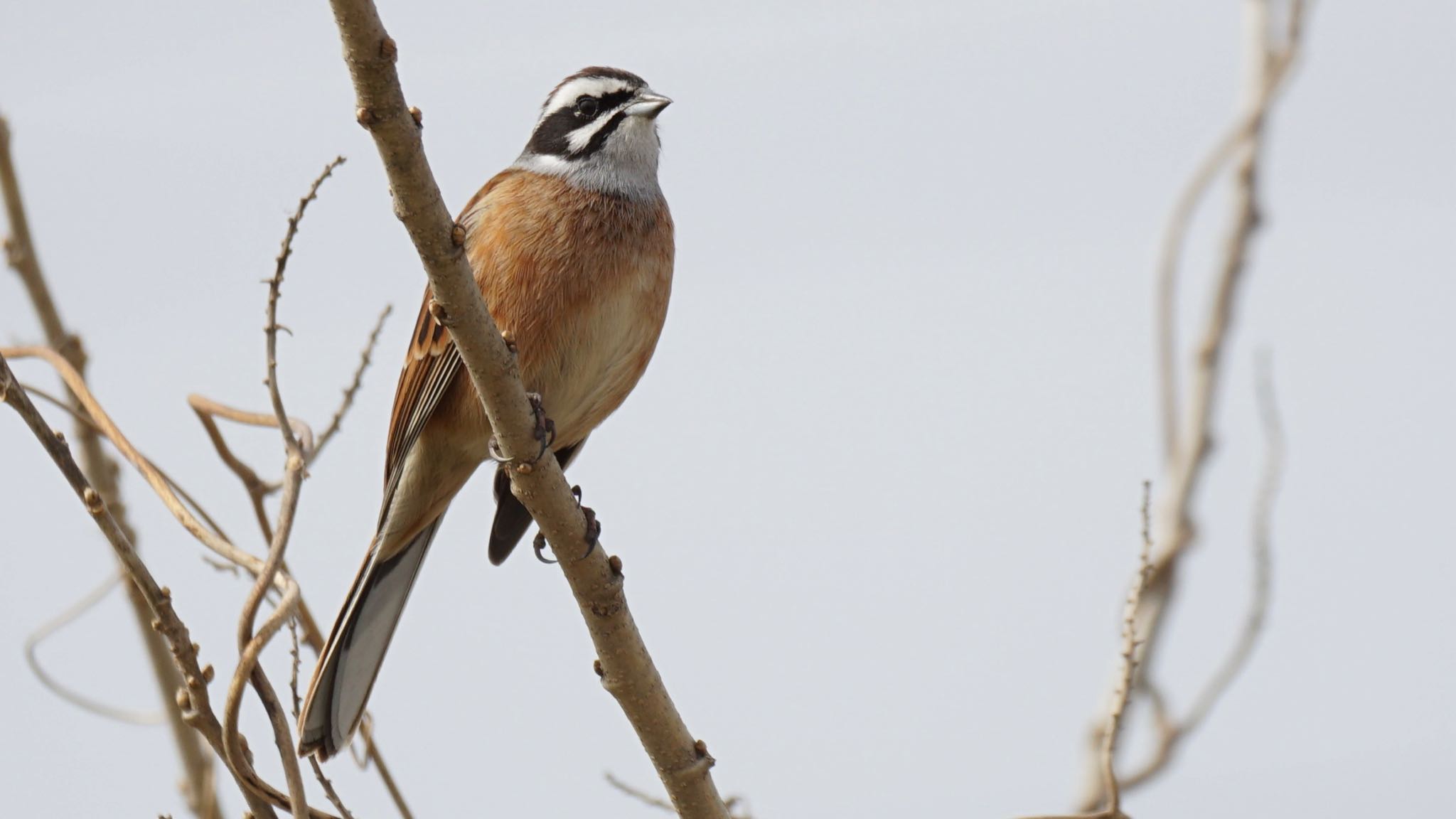 Photo of Meadow Bunting at 芝川第一調節池(芝川貯水池) by ツピ太郎