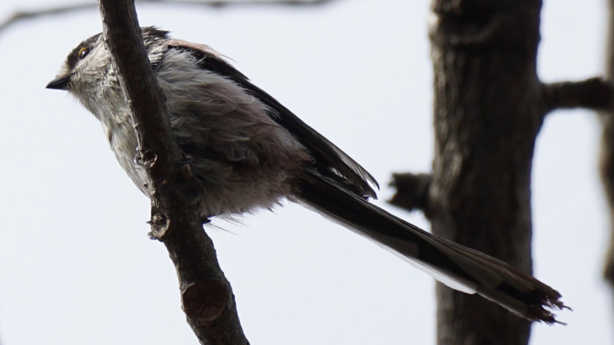 Long-tailed Tit