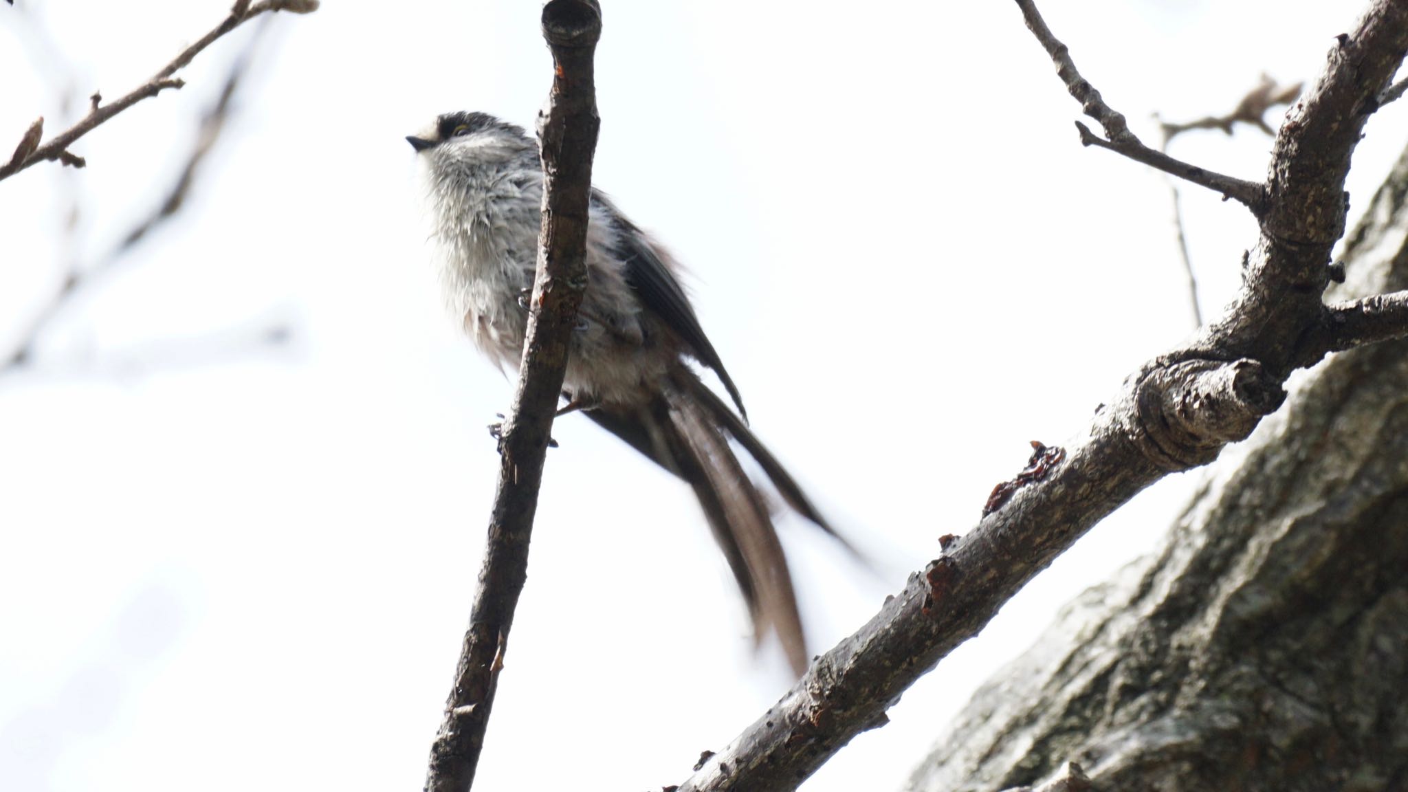 Photo of Long-tailed Tit at 芝川第一調節池(芝川貯水池) by ツピ太郎