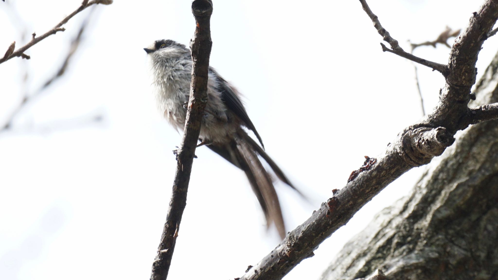 Long-tailed Tit