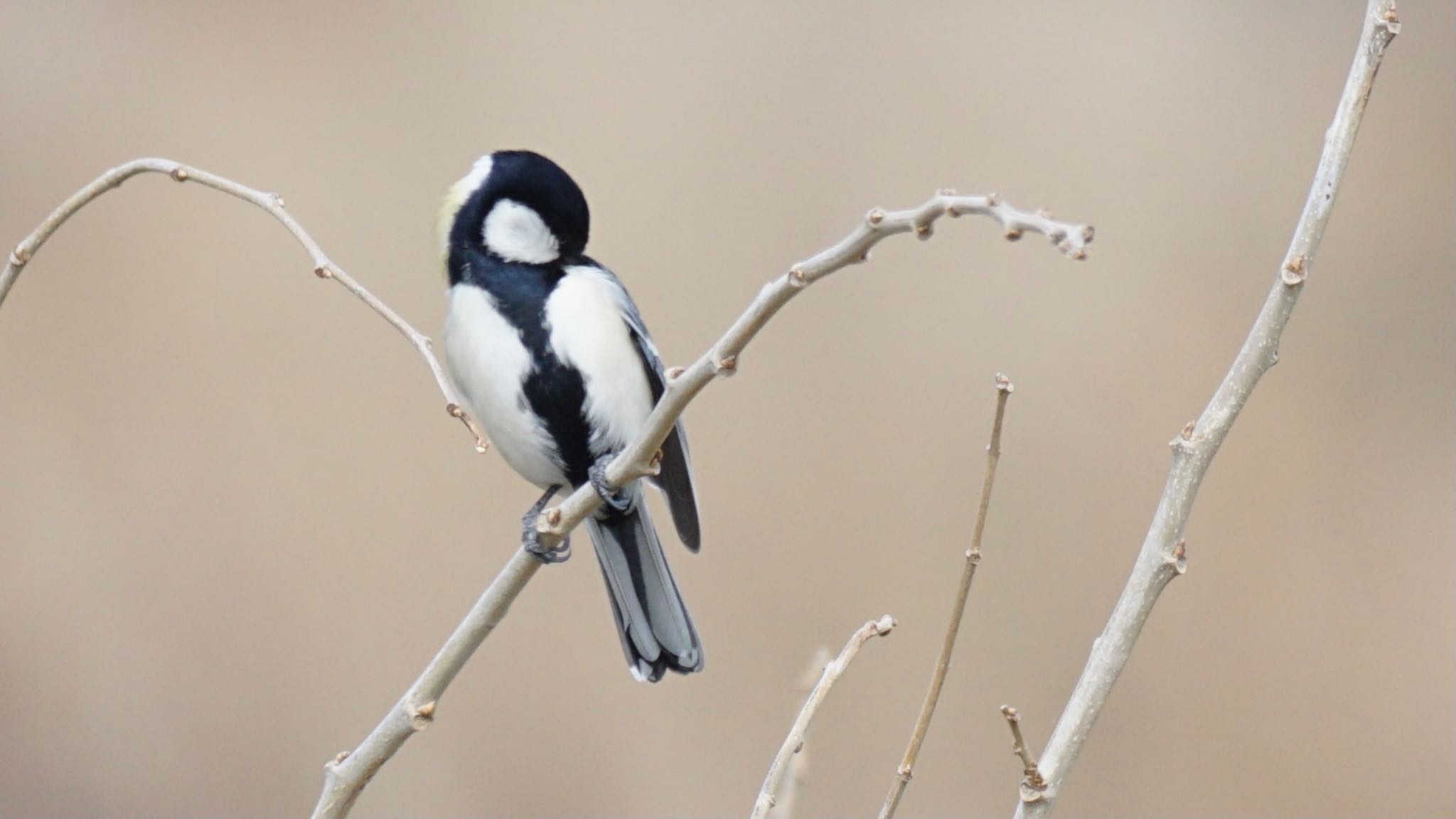 Japanese Tit