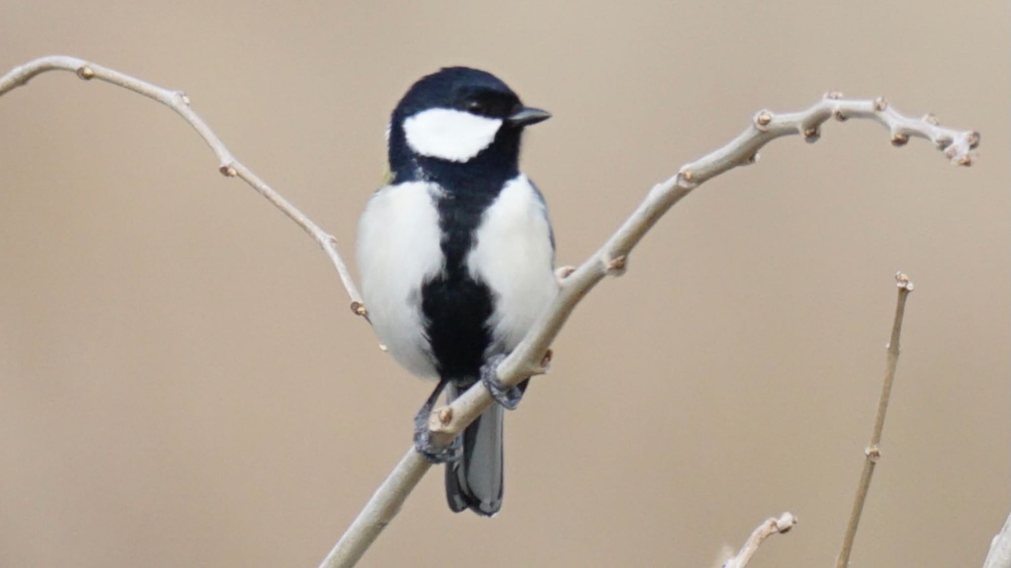 Photo of Japanese Tit at 芝川第一調節池(芝川貯水池) by ツピ太郎