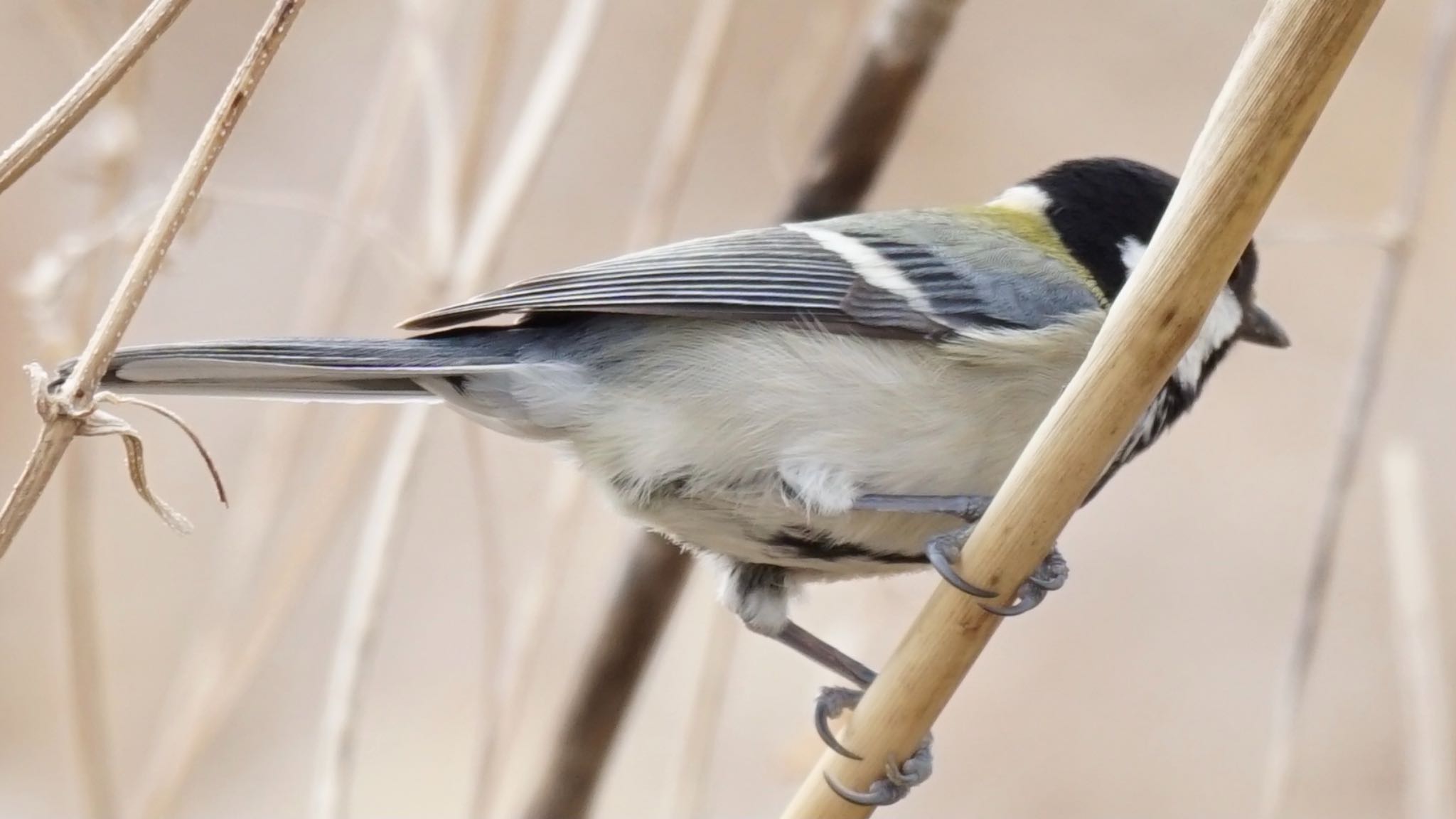 Japanese Tit