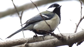 Fri, 3/5/2021 Birding report at 芝川第一調節池(芝川貯水池)