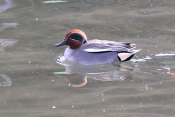 Eurasian Teal 京都府 Fri, 2/7/2014