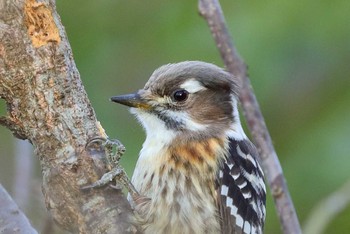 Japanese Pygmy Woodpecker 滋賀県 Sun, 1/1/2017