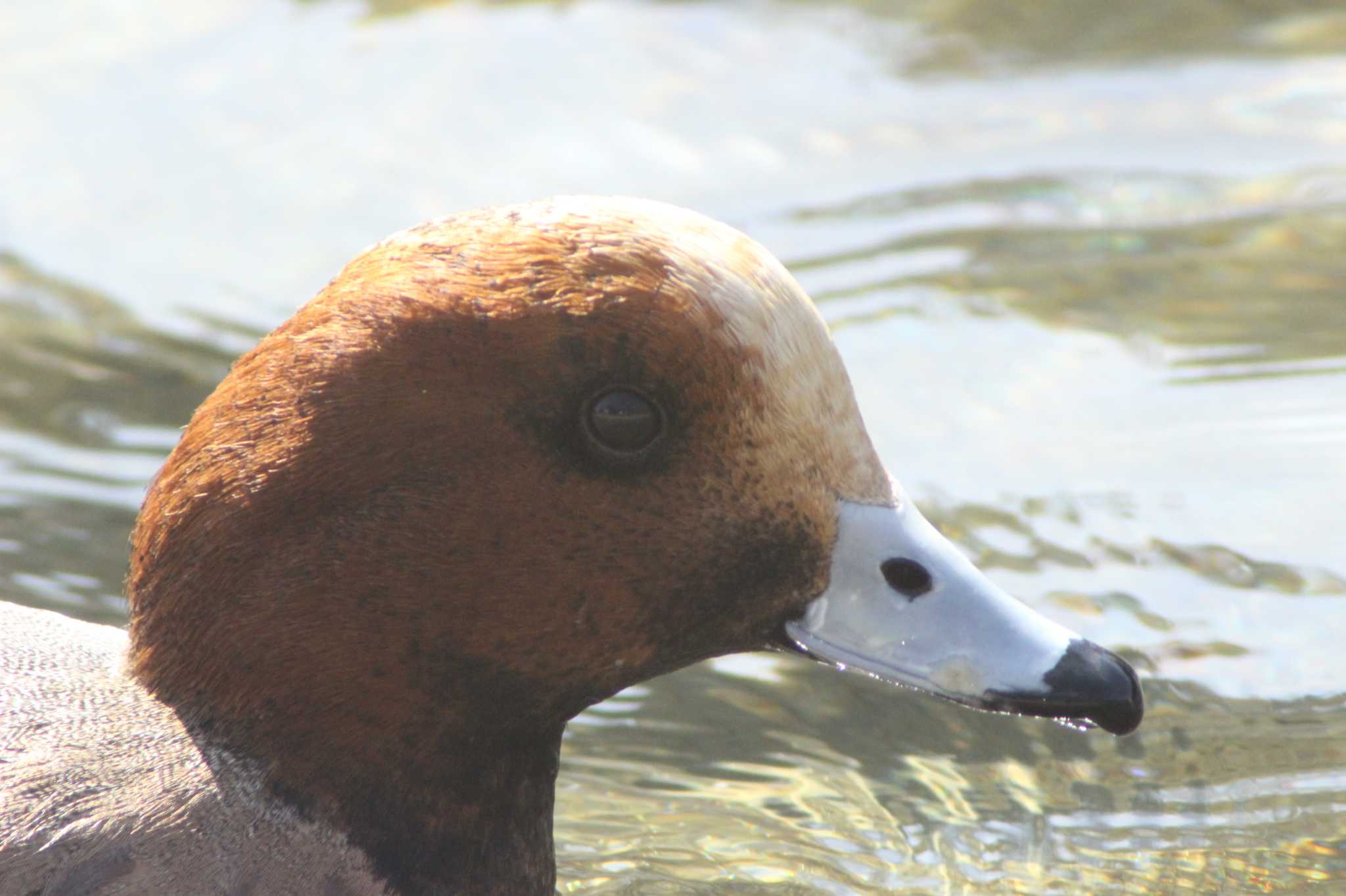 愛知県新城市庭野八名井田２　桜淵公園　 ヒドリガモの写真 by 佐藤 好生