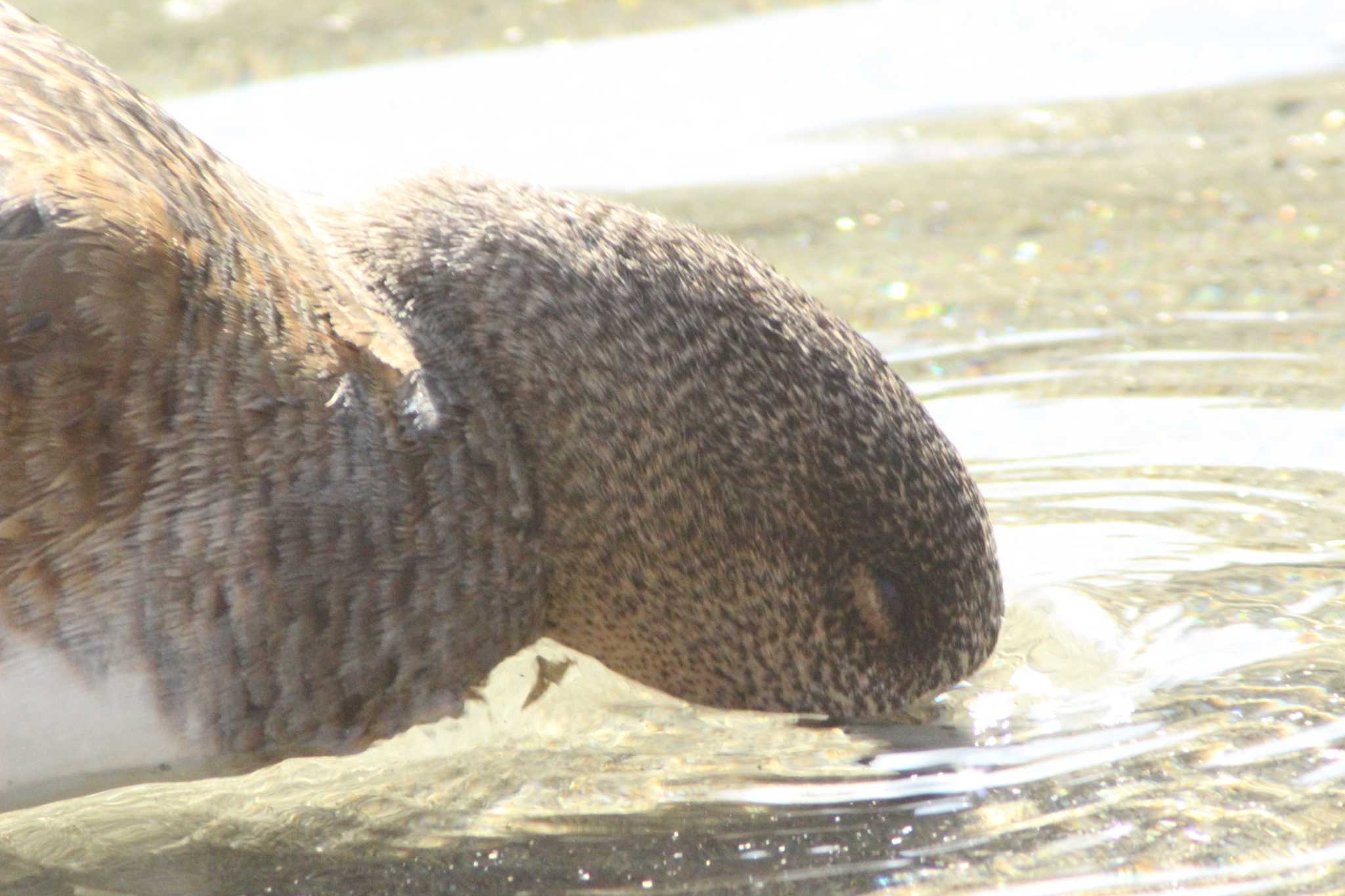 愛知県新城市庭野八名井田２　桜淵公園　 ヒドリガモの写真 by 佐藤 好生