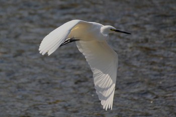 Little Egret 京都府 Sun, 10/7/2012